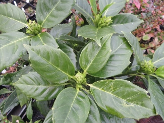 Aucuba japonica 'Emily Rose'